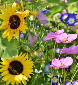 Eine Wiese mit zwei Sonnenblumen und anderen lila Blumen.